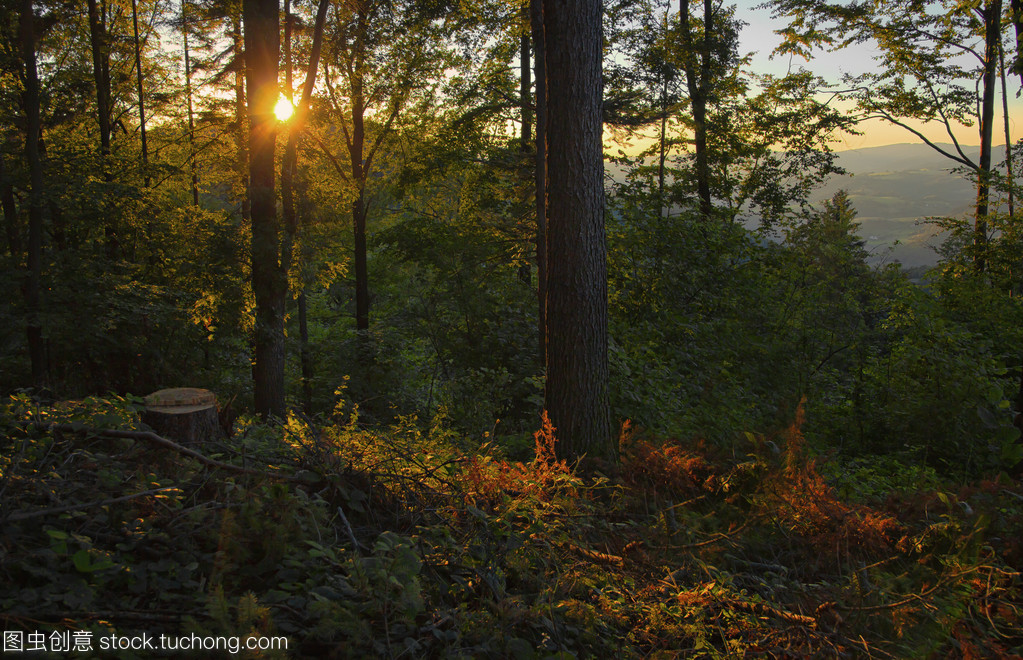 日落森林樹(shù)木