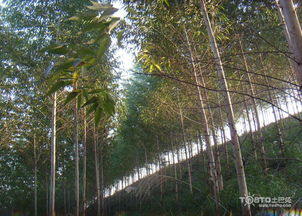 桉樹(shù)價(jià)格新統(tǒng)計(jì)