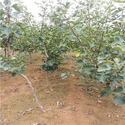 保山甜紅籽山楂苗價(jià)格 采購(gòu)價(jià)格