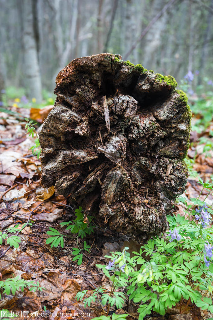 樹(shù)的樹(shù)樁和樹(shù)根在卡盧加河的破定居點(diǎn)