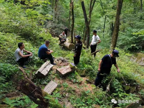 近日,康南大隊連續(xù)破獲三起盜伐林木案