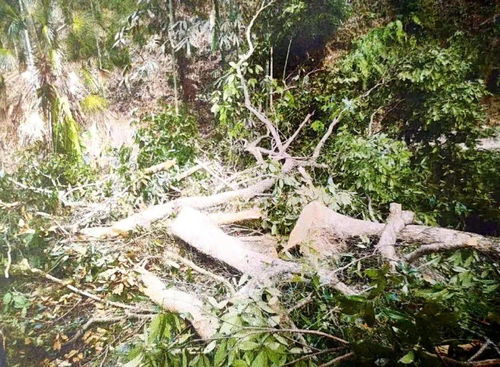 山中采藥發(fā)現(xiàn)珍貴林木,一時貪心帶來的一生悔恨