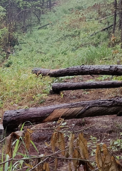 冷水灘區(qū)良木塘村村民經(jīng)濟林木被砍伐無補償