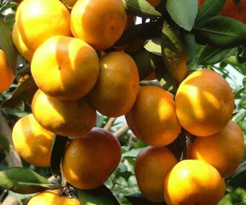 湘潭世紀紅美國糖橘種植基地詢問報價 湖南千思農林