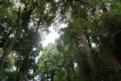 尋烏:第二次林木種質資源外業調查工作完成,成果豐碩.