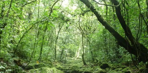 如何在自己家鄉的土地上搜索并識別每一棵樹