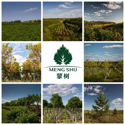 喜訊 | 蒙樹董事長(zhǎng)兼總裁趙全生榮獲呼和浩特市優(yōu)秀民營(yíng)企業(yè)家榮譽(yù)稱號(hào)