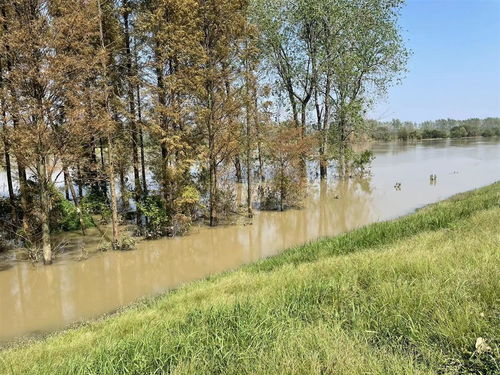 省漢江局順利完成林木采伐調(diào)查設(shè)計(jì)，保障漢江下游一期年度工程實(shí)施