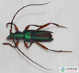 泰州檢驗(yàn)檢疫局全國(guó)首次截獲兩種外來(lái)林木害蟲