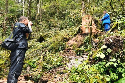 寶興破獲一起盜伐林木案，嫌疑人還非法采挖野生花卉