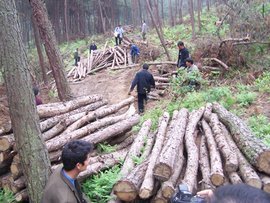 亂伐林木罪 法律定義、構(gòu)成要件與生態(tài)保護(hù)意義