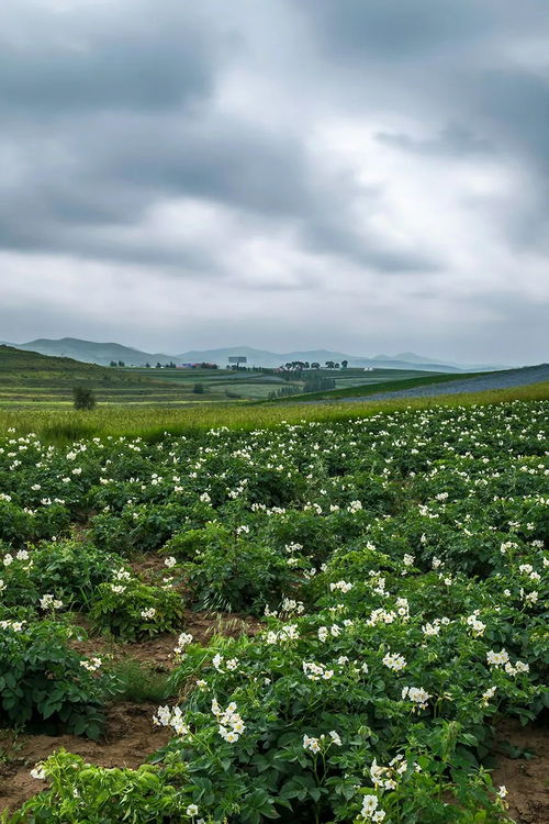 助力你的囤菜大業(yè) 中國(guó)蔬菜大省究竟有多猛？