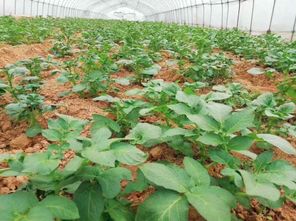 春耕進行時 60萬株蔬菜苗加緊培育，花卉產業助力菜籽下地