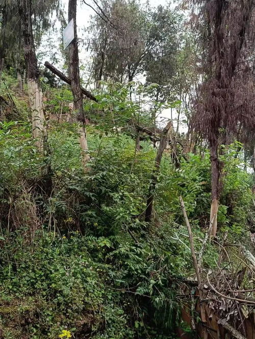 蓬安城區山林何以變身盆景？生態美學背后的治理邏輯