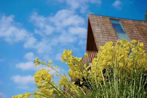 睡進至美樹屋，驚艷一整個春天 鼻祖級油菜花海之旅