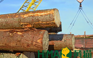 黃貓木業 以匠心與自然共筑健康環保家居，盆景為生活點睛